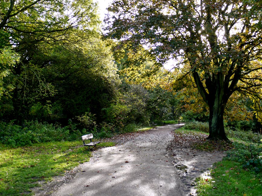 A wide dirt pathway through a lush green woodland area with tall, slender trees with light-colored bark and bright green leaves forming a canopy overhead. The ground is uneven with patches of sunlight